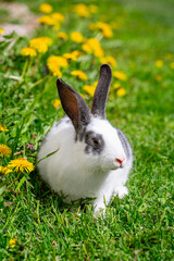 A white rabbit with gray ears sits on the grass in yellow dandelions on a sunny summer day