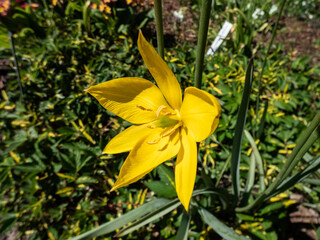 Close-up shot of scented, wild tulip or woodland tulip (Tulipa sylvestris) with bright, buttercup yellow flowers with a green rib running outside and pointed petals flowering