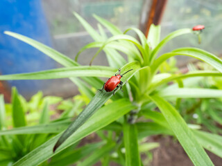 The single, adult scarlet lily beetle (Lilioceris lilii) sitting on a green lily plant leaf blade in garden. Its forewings are bright scarlet and shiny. Legs, eyes, antennae and head are black