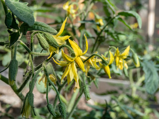 Yellow flowers in full bloom of tomato plant growing on tomato plant before beginning to bear fruit in greenhouse. Vegetable seedlings, germinating seedlings