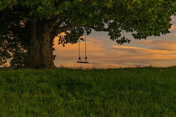 Baum mit Schaukel, Schaukelbaum