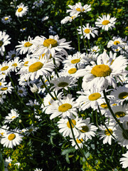 White daisies in sunlight flowers