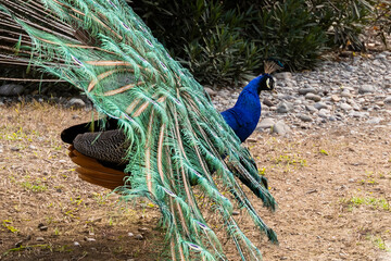 The peacock spread its beautiful tail in the bird's yard. The fairy-tale firebird peacock.