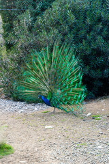 Obraz premium The peacock spread its beautiful tail in the bird's yard. The fairy-tale firebird peacock.