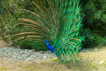 The peacock spread its beautiful tail in the bird's yard. The fairy-tale firebird peacock.