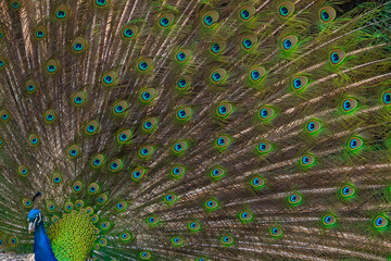 The peacock spread its beautiful tail in the bird's yard. The fairy-tale firebird peacock.