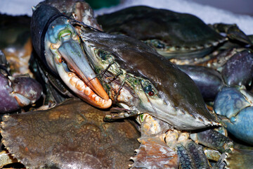 colorful mud crab in a market stall in close up for sell