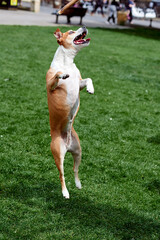 A young white dog jumps behind a stick that the owner holds out. A dog jumping in front of a lawn. Jack russell staff cross.