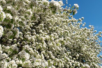 Blossoming apple tree against the blue sky. Panoramic photo.