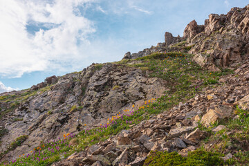Colorful high mountain landscape with orange trollius flowers and green grasses on sharp rocks in bright sun. Many vivid flowers on rocky mountains in sunlight under cloudy sky in changeable weather.