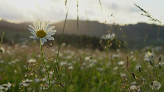 rayos de sol que asoman de las nubes iluminando la flora de primavera en movimiento que provoca la brisa con el fondo desenfocado video 4k