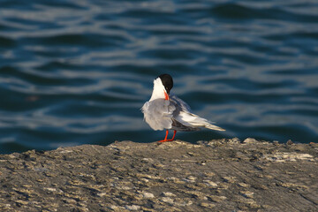 The common tern (Sterna hirundo) is a seabird in the family Laridae. The bird is cleaning its feathers.