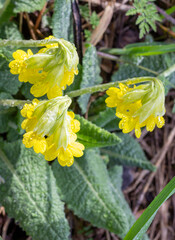 spring, a natural mountain park, plants bloom in the bosom of nature on a sunny day.*