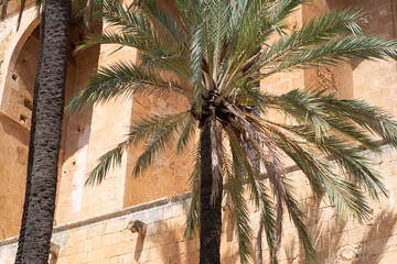 small palm tree next to a church in Mallorca