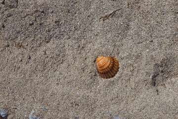 brown shell on the beach sand