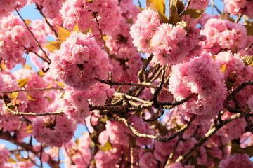 FU 2020-04-09 Kirsch 187 Am Baum wachsen viele rosa Blüten