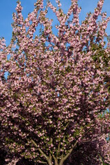 FU 2020-04-16 Kirsch 42 Am Baum wachsen rosa Blüten