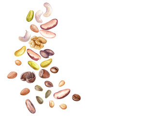 Set of watercolor nuts, seeds isolated on white background. Cashew, pecan, hazelnuts, walnut, peanut, pistachios, sunflower and pumpkin seeds.