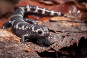 Marbled salamander macro portrait 