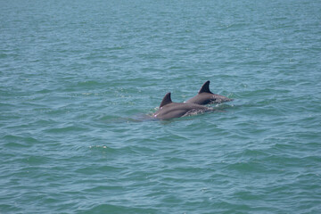 Two dolphins swimming in the ocean