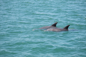 Fototapeta premium Two dolphins in the ocean