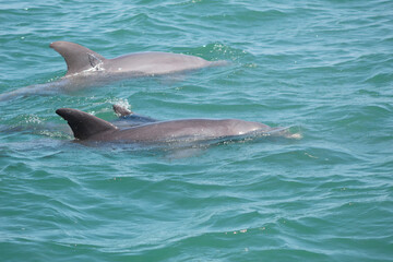 Dolphins swimming in the ocean