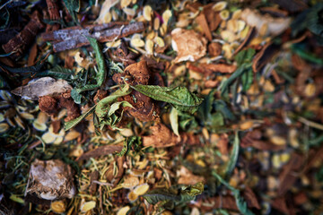 Beautiful dry flowers petals. Herbal textured background
