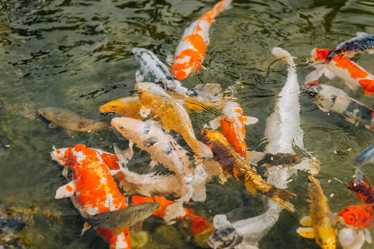 Many beautiful colored, multi-colored koi fish swim in the water, in the pond. Animal photography.