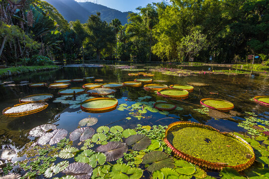 View Of Some Beautiful Victoria Regia Plants In A Lake At Rio De Janeiro Botanical Garden