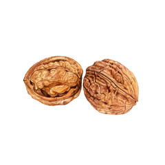 Watercolor walnuts isolated on white background.