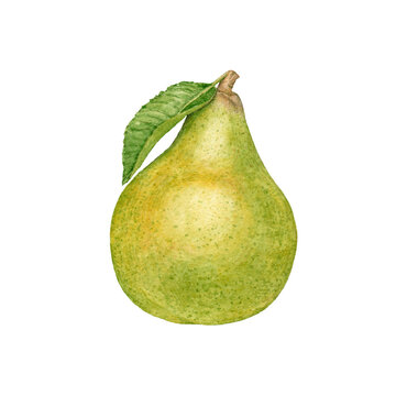 Watercolor yellow green pear with a leaf on white background.