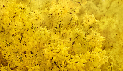 Forsythia shrubs flowering in spring time. Spring or floral background.
