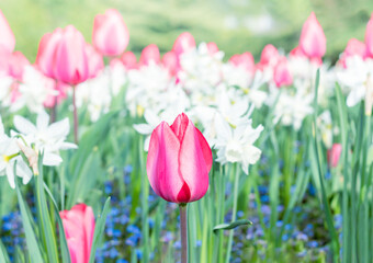 Pink tulip flowers on tulip flowerbed in spring. Bright shiny tulips flower garden. Selective focus