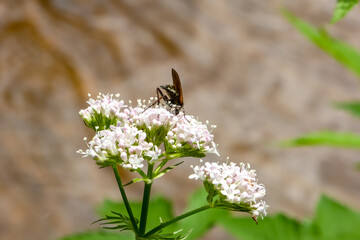 Gruseliges Insekt sitzt auf einer weißen Blume auf der Suche nach Pollen oder Nektar . Waldinsekt...