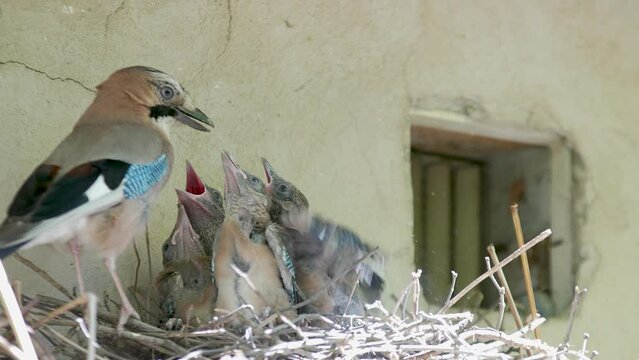 Blue jay family feeding chicks in a nest