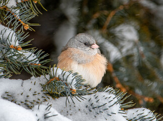 Dark-eyed Junco on Snowy Branch