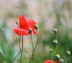Obraz premium red poppy flower