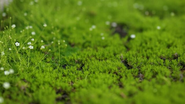a blooming Sagina subulata Aurea lawn, tiny flowers of groundcover, low-growing prostrate perennial plant. Heath pearlwort, Irish moss or Scottish moss