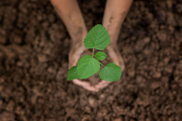 A child is holding a small tree. planted into the soil. Concept of world environment day. Two hands hold a light green tree. A child plants a plant