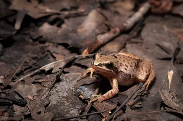 Foto op Canvas Western chorus frog macro portrait  © Mike Wilhelm