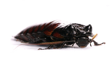 Hissing cockroach isolated on a white background