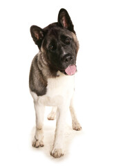 Japanese Akita standing in a studio isolated on a white background