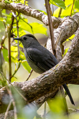Catbird