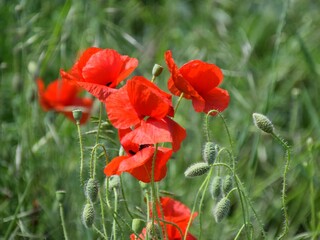 Fototapeta premium red poppy flower