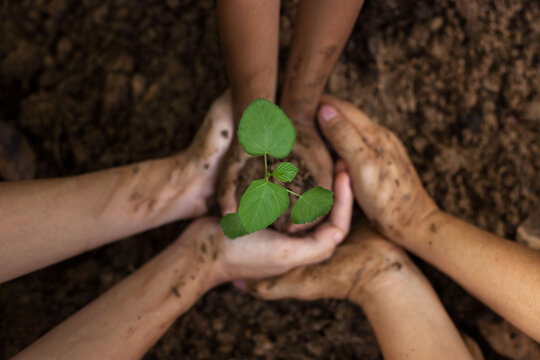 A child is holding a small tree. The hands of Diverse People Planting Tree Together. Soil Planting and Seeding concept.