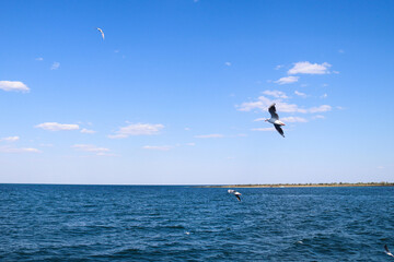 Seagulls flying over the Black sea. Ukrainian landscape