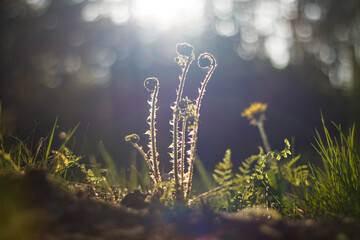 Young developing fern in forest