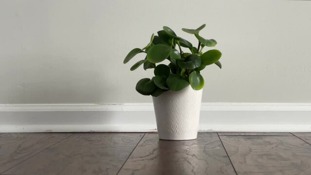 Sliding in front of a potted plant placed on laminated floor next to the baseboard of an empty room