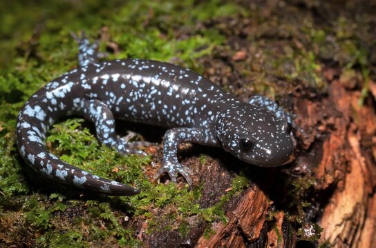 Bright Blue Spotted Jefferson Unisexual Ambystoma Salamander Macro Portrait 