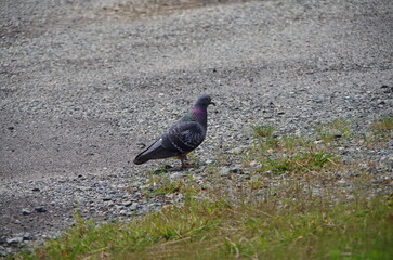 一羽の鳩